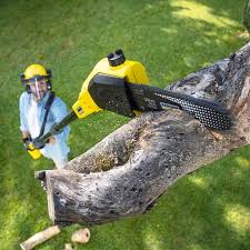 Wildwood Crest, NJ Tree Removal and Landscaping Services Company